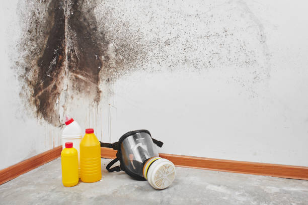 Trusted Cape Carteret, NC Mold Removal Experts