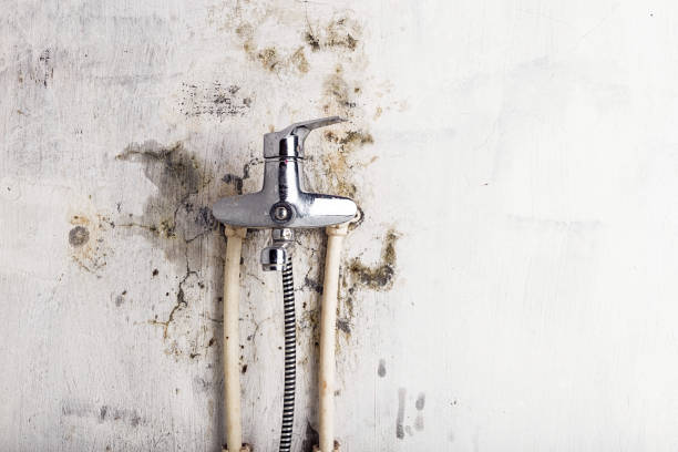 Mold Removal and Inspection in Cape Carteret, NC