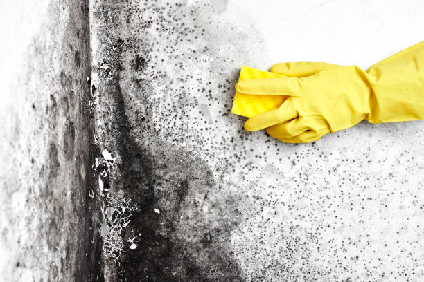 Attic Mold Removal in Cape Carteret, NC