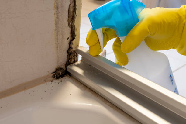 Best Mold Testing  in Cape Carteret, NC