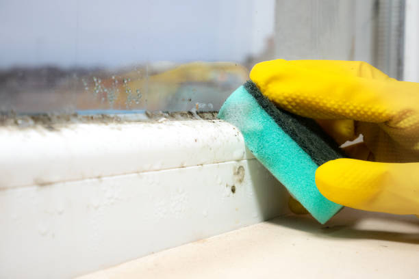 Best Affordable Mold Removal  in Cape Carteret, NC