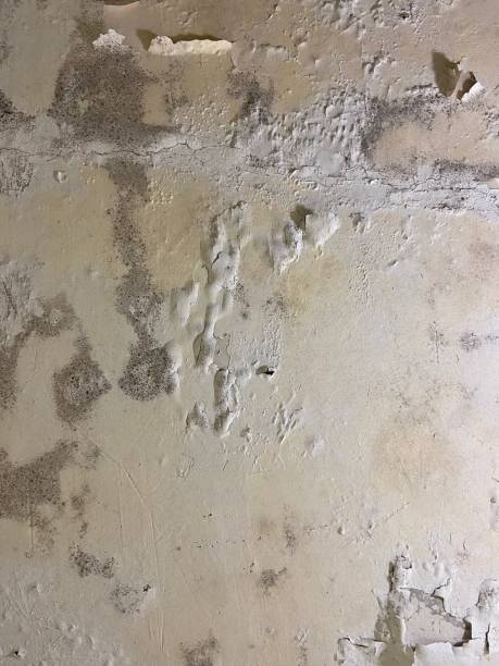 Best Mold Remediation  in Cape Carteret, NC