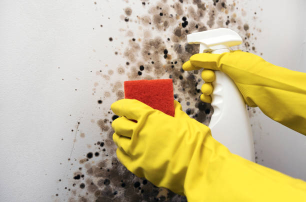 Best Fast Mold Removal  in Cape Carteret, NC
