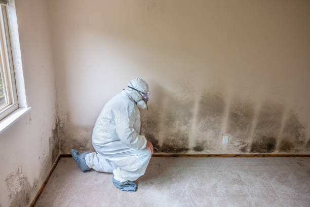 Best Affordable Mold Removal  in Cape Carteret, NC