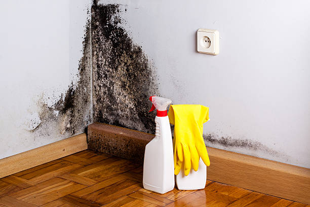 Best Attic Mold Removal  in Cape Carteret, NC