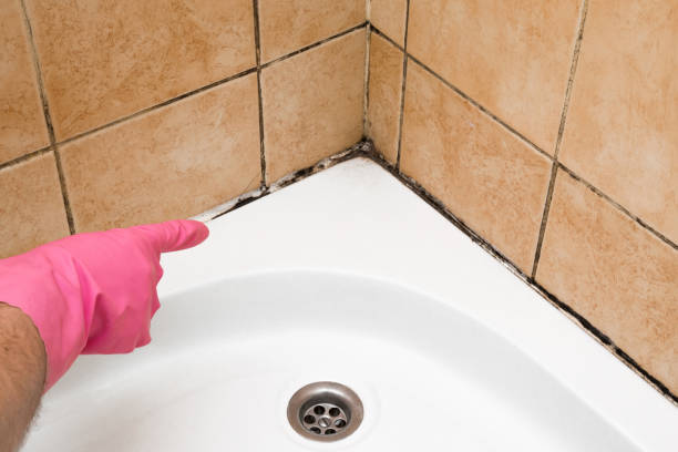 Best Same-Day Mold Removal  in Cape Carteret, NC